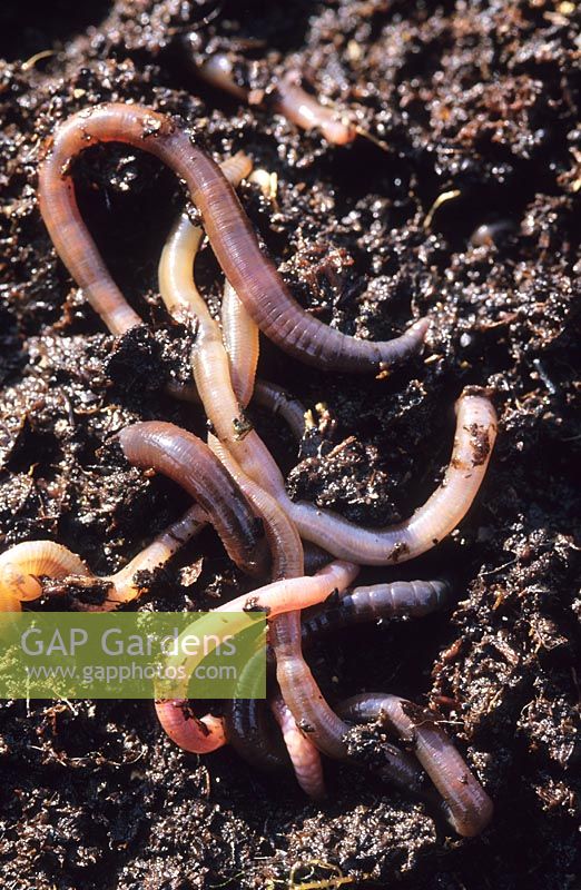 Earthworms - Lumbricus terrestris