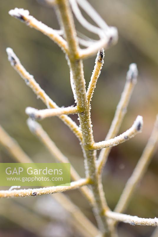 Cornus sericea 'White Gold' - Frosted stems