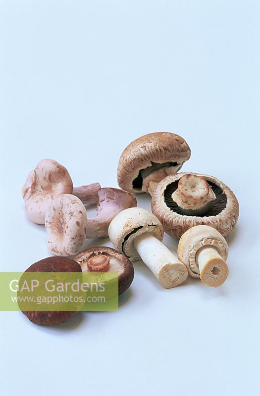 Selection of Mushrooms