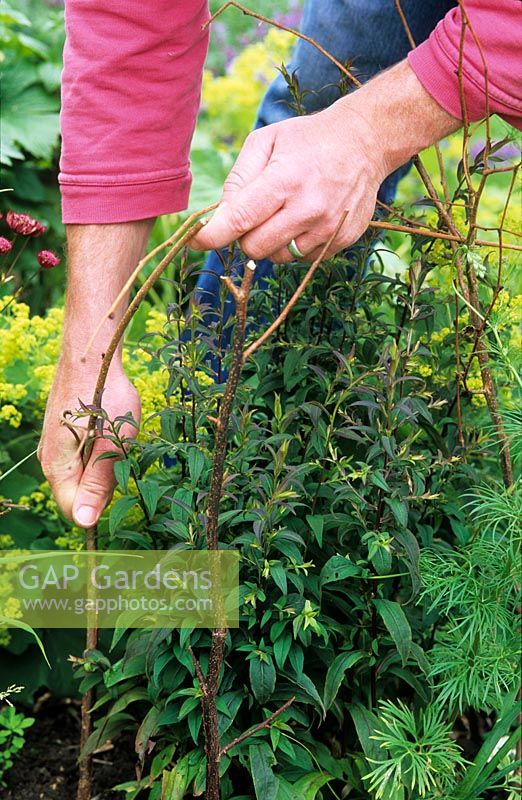 Man pushing in twiggy sticks around Aster for support 