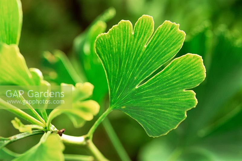 Gingko biloba - Temple tree