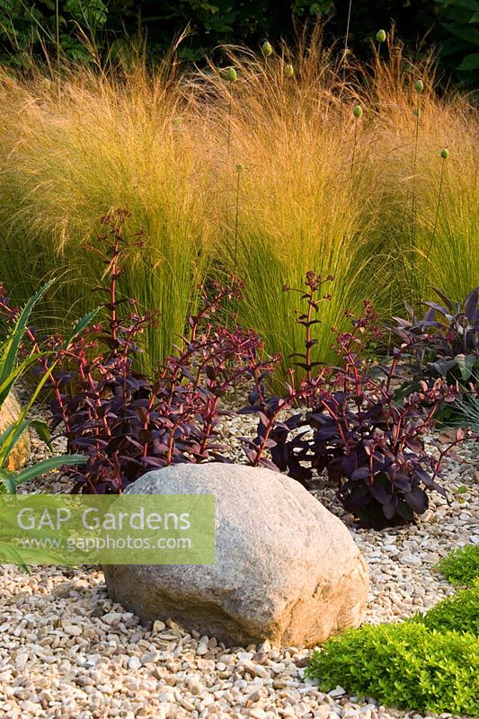 Gravel border with a rock, Stipa tenuissima, Salvia and Sedums in Richard Jacksons garden.