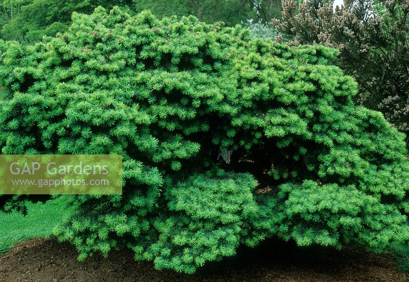 Pseudotsuga menziesii 'Fletcheri'                                         