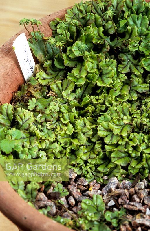 Neglected pot with surface covered in marchantia polym 