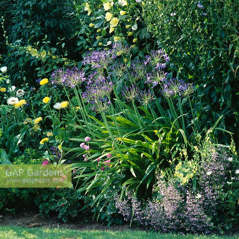 Summer border with Agapanthus hybrid, Althea regosa and Nepeta 'Blue Cloud'. 