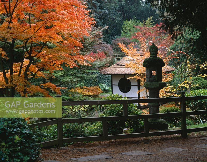 The Japanese garden at Tatton Park in Cheshire. Shinto temple surrounded Autumn coloured Acers - Japanese Maples