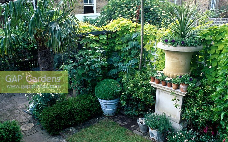 Small town garden with stone urn flanked from right to left with a weeping mulberry, Pittosporum tobira and Melianthus major 