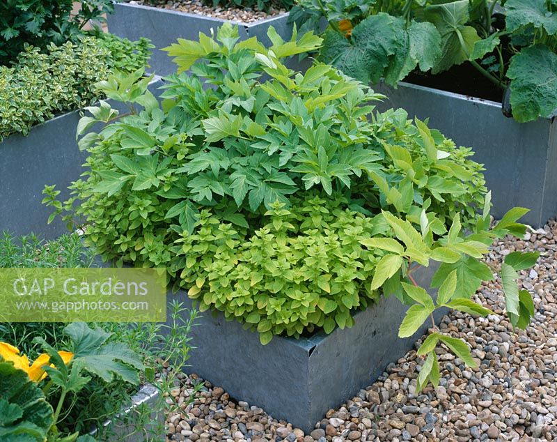 Galvanized steel containers planted with celery 'Golden Blanching', Origanum and flowering courgettes - The Chef's Roof Garden, Chelsea FS
