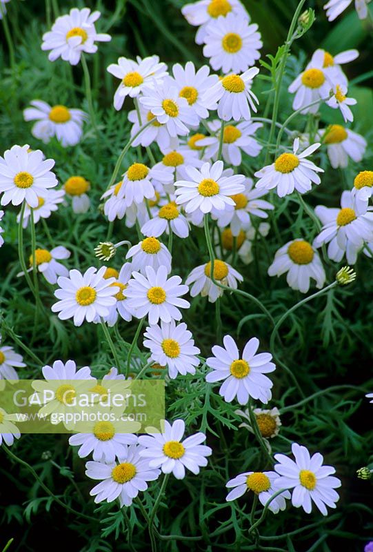 Anthemis punctata subsp cupaniana