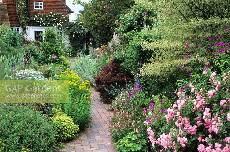 Mixed borders in summer with brick path between Rosa 'Raubritter', Cornus alternifolia 'Variegata', Salvia and Berberis - Sussex 