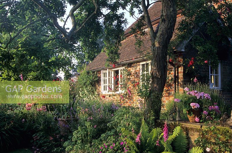 Frith Lodge Sussex tree positioned too near house