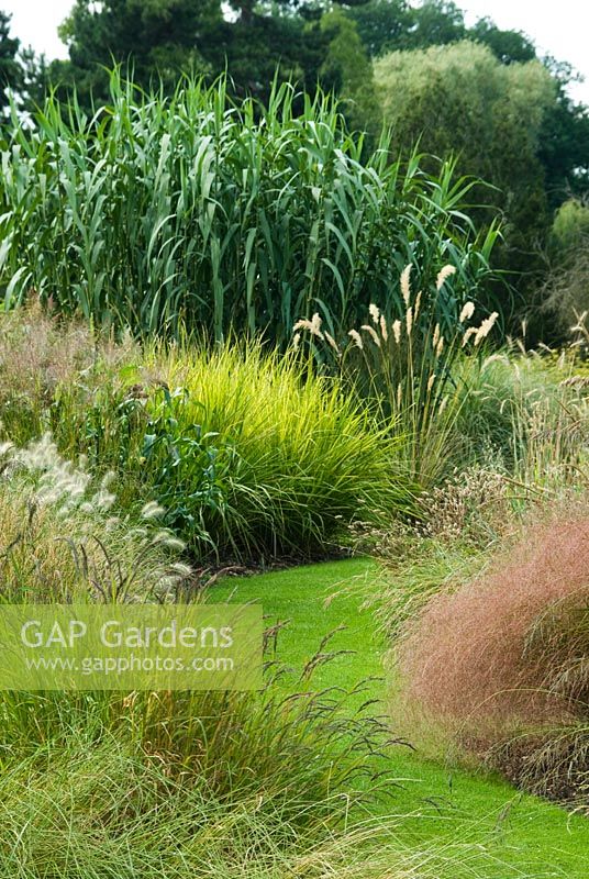 Curved path through borders with mixed grasses and Arundo donax in the background, August.