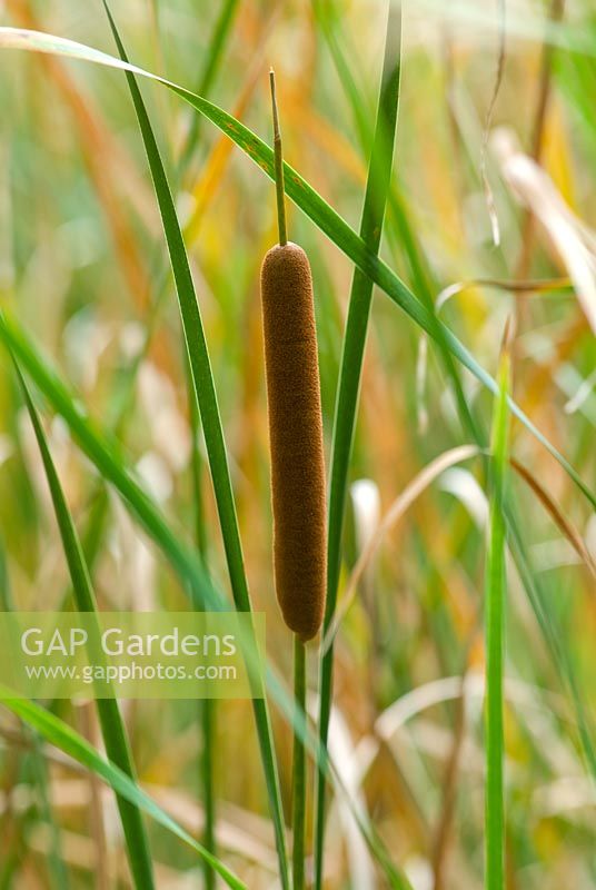 Typha angustifolia