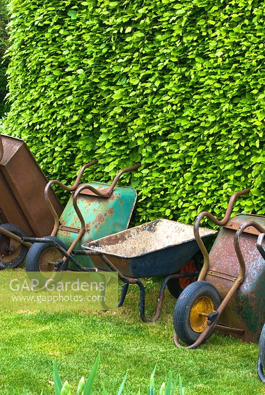 Wheelbarrows parked next to beech hedge at The Manor, Hemingford Grey