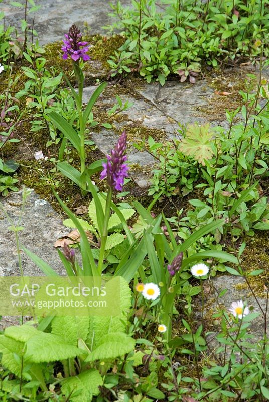 Stone paving seeded with orchids, primroses and Erigeron karvinskianus - Wall daisy at Hidden Valley Nursery, Old South Heale, High Bickington, North Devon