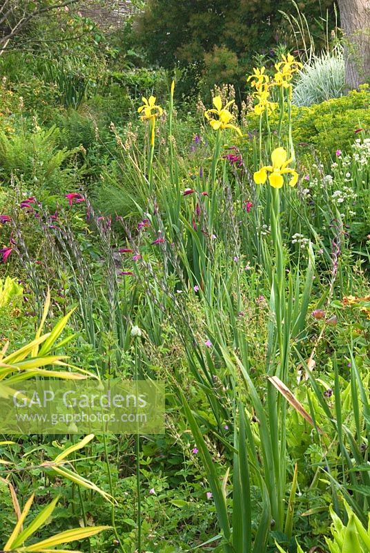 The ditch full of ferns, Iris pseudacorus, Gladiolus byzantinus, Astrantias and Euphorbias at East Lambrook Manor Gardens, South Petherton, Ilminster, Somerset