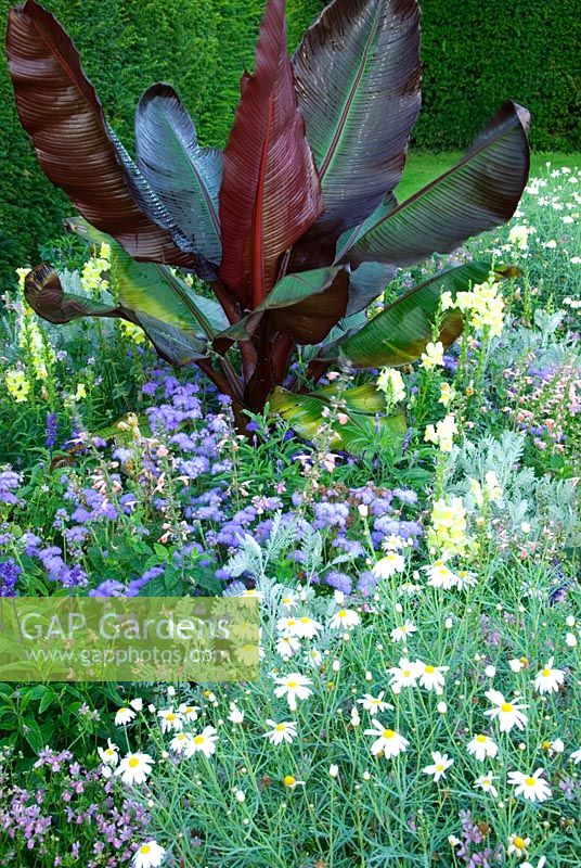 Border with Ensete ventricosum 'Rubrum', Verbenas, Antirrhinum 'Liberty Yellow', Diascia vigilis, Nemesias, Argyranthemum foeniculaceum, Ageratum and Salvias at Kingston Maurward Gardens, Dorchester. Dorset