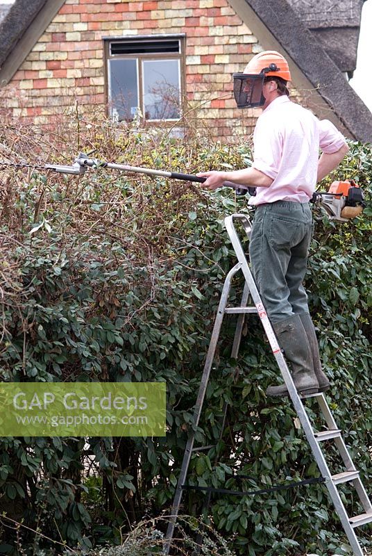 Trimming the top of a mixed hedge, including Eleagnus, with a long blade on a petrol driven hedge cutter. Man wearing a safety helmet on a ladder.