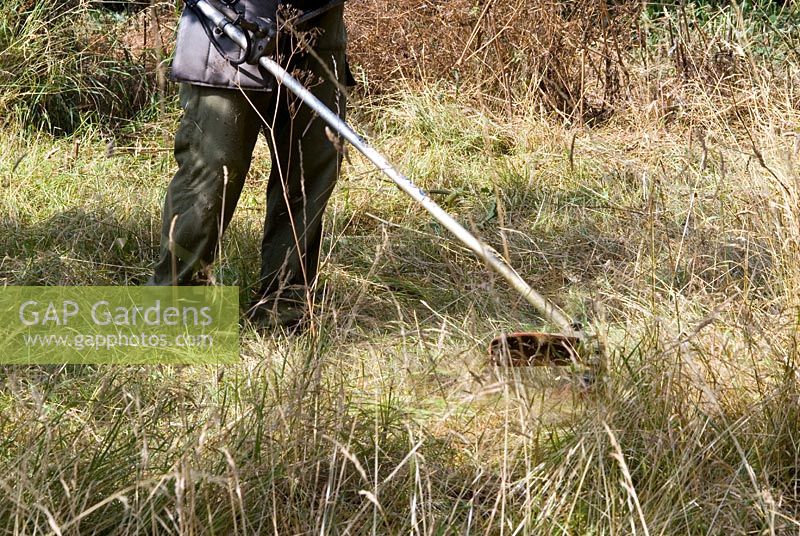 Man using a petrol driven strimmer to cut the long grass in an orchard in July