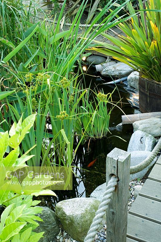 Pond with water plants. Planting of Fatsia, Phormium and Cyperus eragrostis 

  