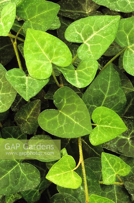 Hedera hibernica 'Deltoides'