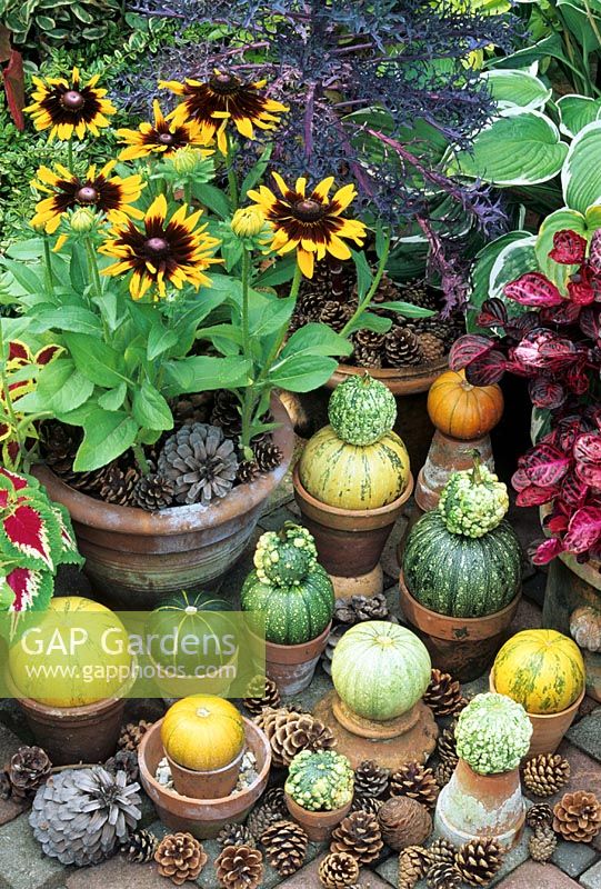 Late summer and autumn containers including Rudbeckia 'Sonora' and ornamental kale 'Red Peacock' are mulched with fir cones and provide a backdrop to ornamental gourds and squashes set up like chess men in terracotta pots.