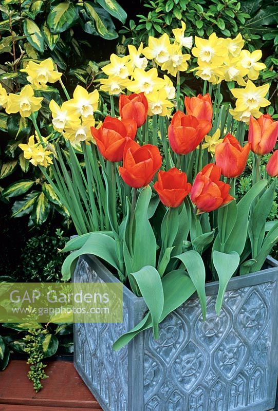 Scented Narcissus 'Pipit' and Tulipa 'Twin Spark' planted together in a Moroccan style fibreglass container.