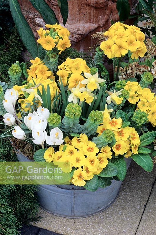 Yellow, green and white themed planting scheme for late winter and spring set in an old galvanised tin bath. Hybrid primroses, polyanthus, Euphorbia myrsinites, Narcissus 'Topolino' and Crocus 'Kathleen Parlow'.