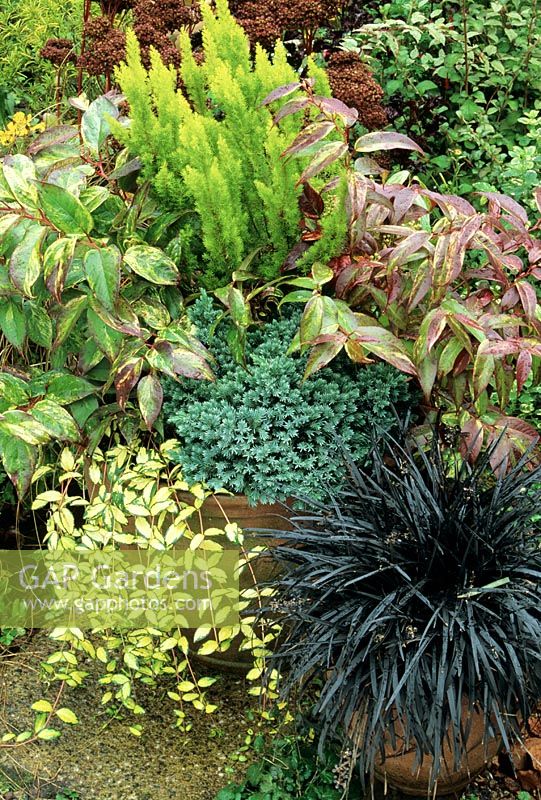 Contrasting winter evergreens in terracotta pots. Ophiopogon nigrescens in the foreground with Vinca 'Illumination', Juniperus 'Blue Star', two Leucothoe 'Rainbow' and Erica arborea 'Albert's Gold' behind.