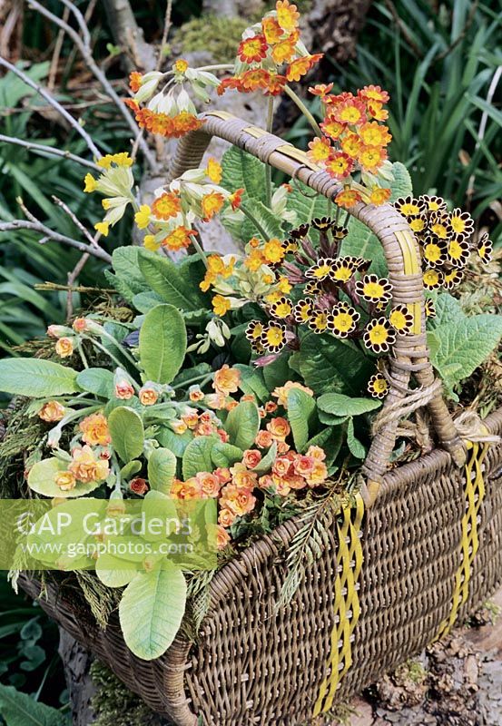 Double primrose, Primula 'Ken Dearman' and gold laced polyanthus fill a pensioned off wicker shopping basket lined with fern fronds alongside ginger and yellow coloured cowslips.