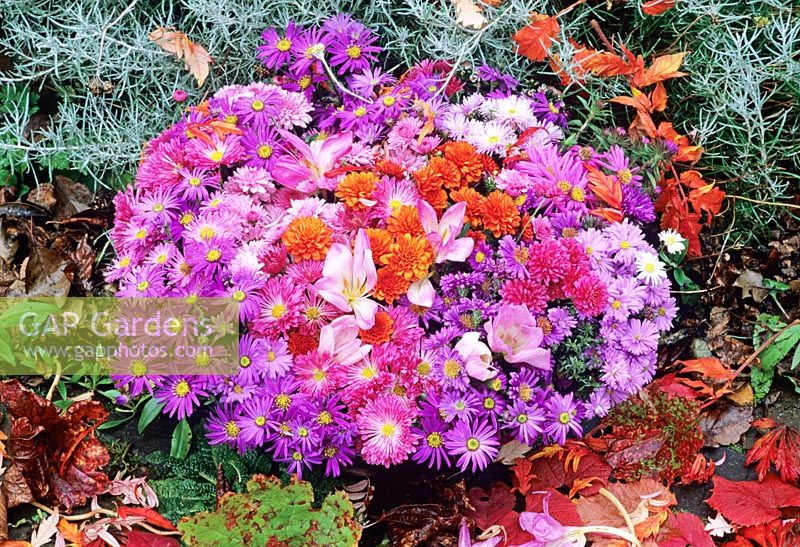 Cut blooms of Aster - Michaelmas daisies, Chrysanthemums and Colchicum - autumn crocus are gathered in a bowl around fallen leaves.