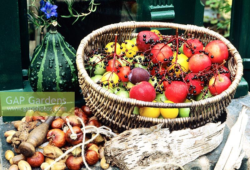 Autumn harvest of yellow and red tomatoes, elderberries and crab apples in a grey wicker basket with conkers ready to string and go into battle.