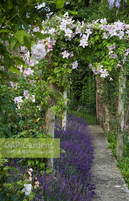 Garden path leading to iron gate. Lined with Lavender and Clematis 'Prince Charles'