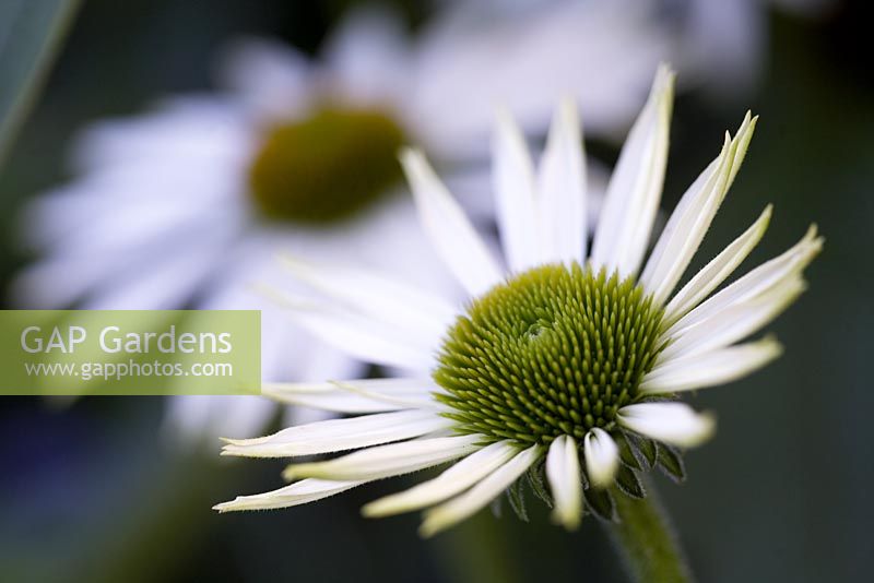 Echinacea purpurea 'White Lustre'