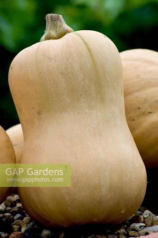 Butternut Squash 'Hunter'