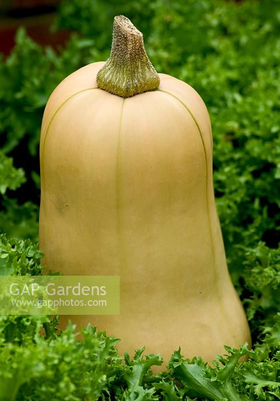 Butternut Squash 'Chieftain'