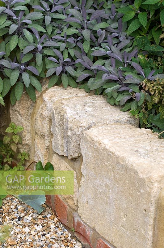 Low retaining stone wall with Salvia in roof garden where organic, edible plants are grown - Educational resources, Reading International Solidarity Centre