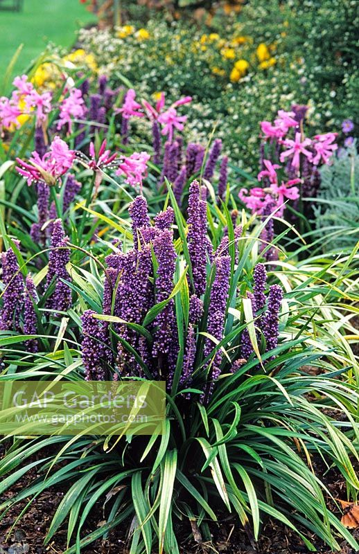 Liriope muscari with Nerines