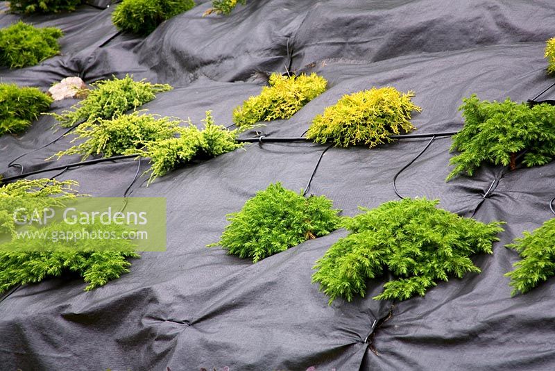 New conifers growing though landscape fabric with watering system