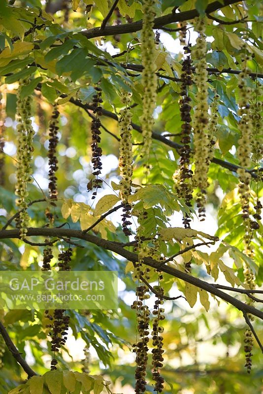 Pterocarya fraxinifolia - Caucasian wing nut