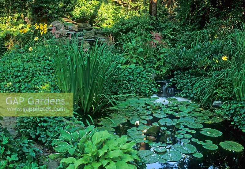 Waterfall into small shady wildlife pond containing Nymphaea and edged by Iris and Hostas.