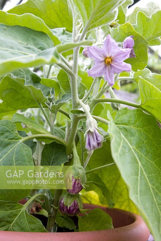 Solanum melongena 'Calliope' - Stripy Aubergine  