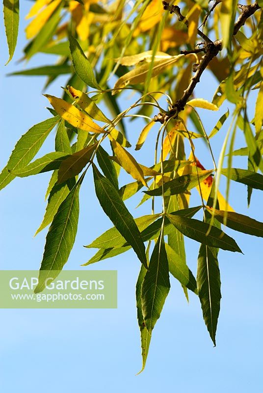 Autumn foliage of Fraxinus angustifolia - Narrow Leaved Ash