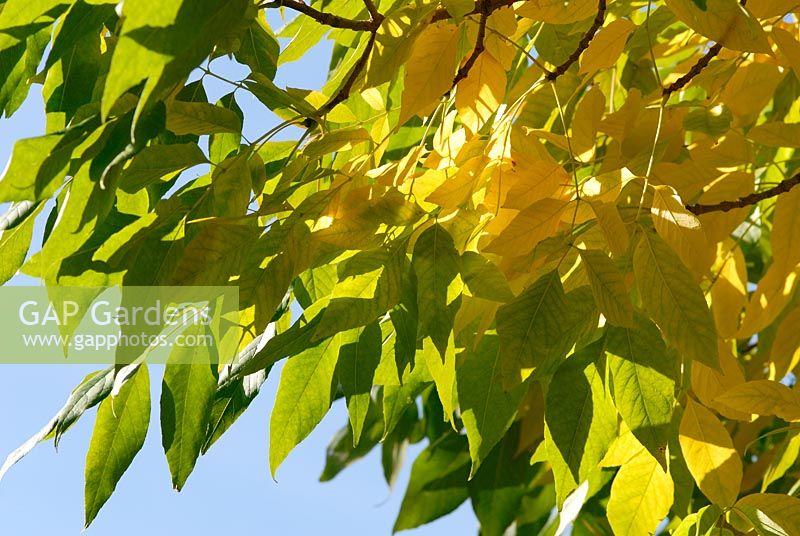 Autumn foliage of Fraxinus americana - White Ash