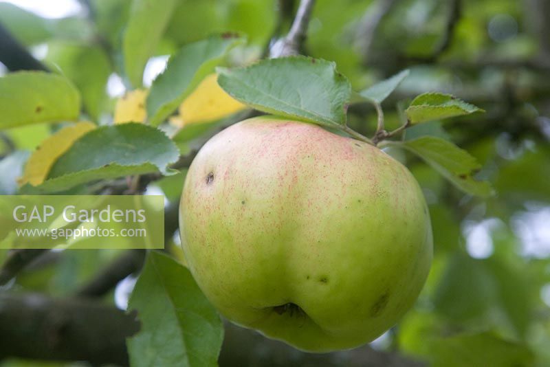 Malus 'Bramley Seedling' - Apple