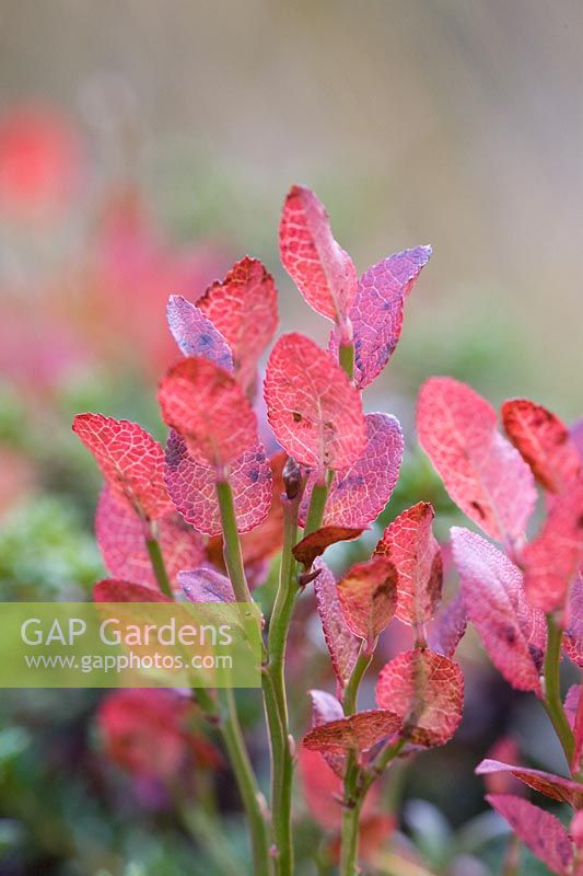 Autumn colours of Vaccinium myrtillus - Wild bilberry