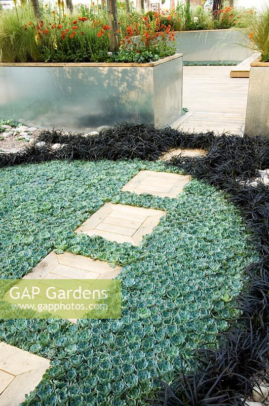 Circular planting of Echeveria and Ophiopogon with path - 'Amnesty International Garden for Human Rights', Chelsea 2007  

  