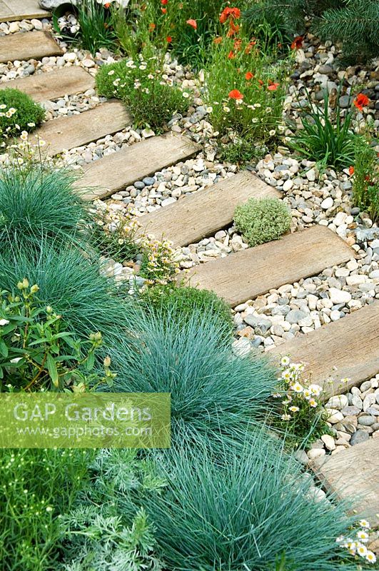 Path of wooden sleepers through pebbles with Festuca glauca, Papaver and Erigeron - 
'Shinglesea' garden, Chelsea 2007 

    