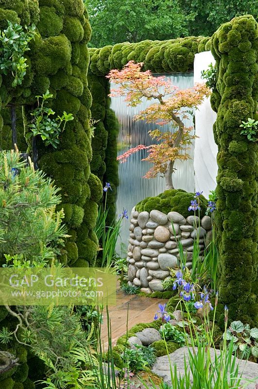 Moss covered walls and focal point of bonsai Acer in pebble container - 'Un-tei Garden of Clouds', Chelsea 2007


  