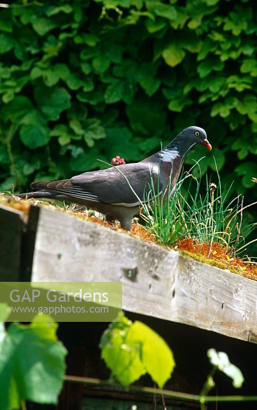 Wood pigeon with chives looking for seeds on green shed roof July 2007